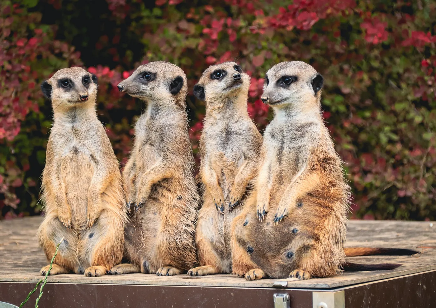 Four meerkats standing up