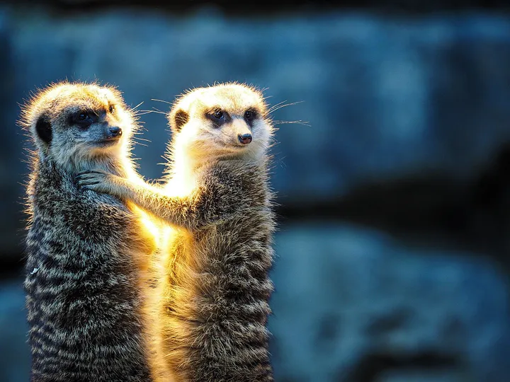 Two meerkats standing up